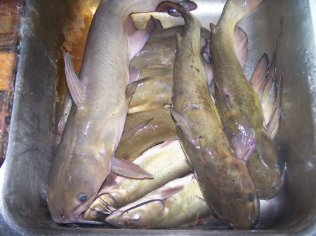 assortment of catfish