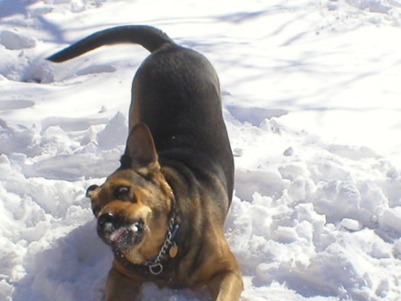 dog playing in snow