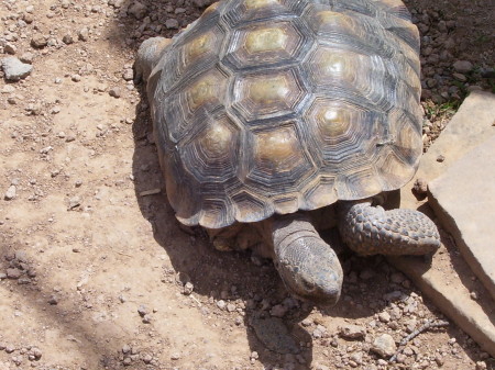 Our desert tortoise