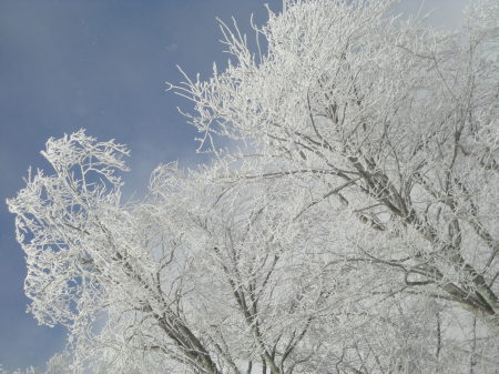 TREES IN BOONE NC