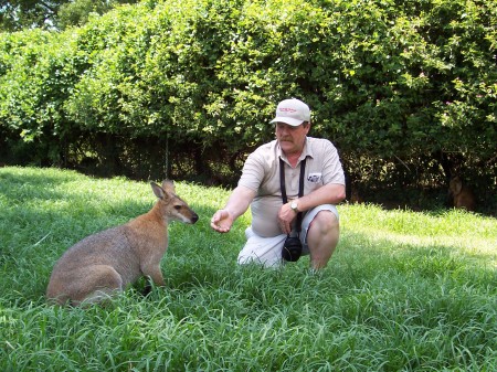 Feeding the Kangaroos