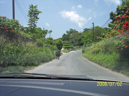 Driving in Jamaica