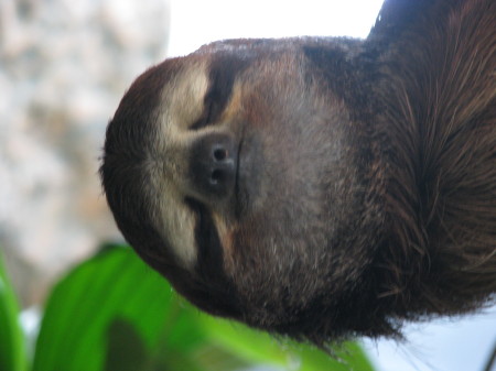A sloth at the Dallas Aquarium