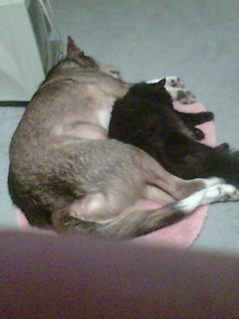 My dog and my cat