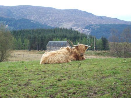 highland cow - Scotland