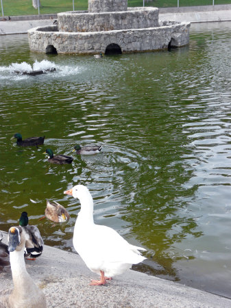 Duck Pond at the court house