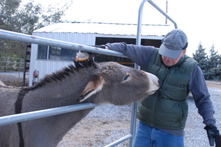 BLM donkey rescue, 2009