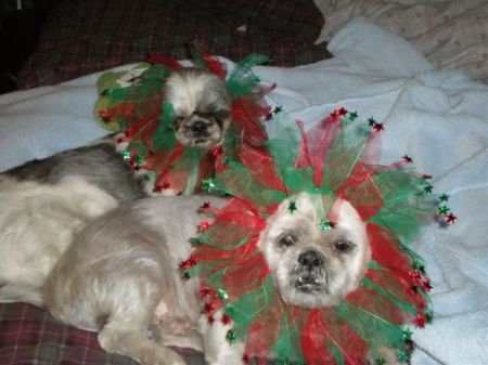 Spike and Luigi with their Christmas collars