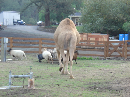 camel butt
