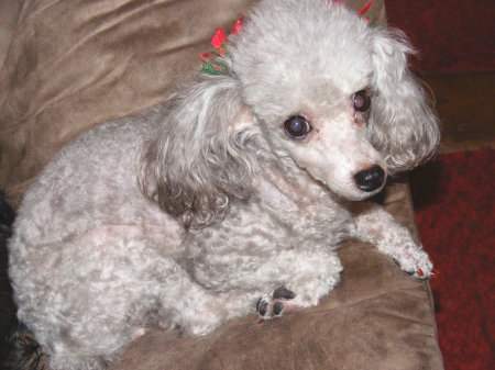 This is Bunny my poodle