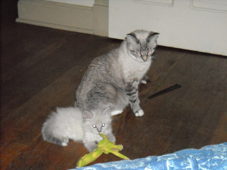 Teddy Bear and his mother Ashley Pearl