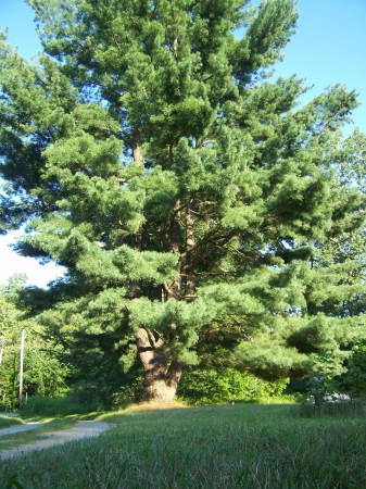 Summer by the driveway near the sweat lodge