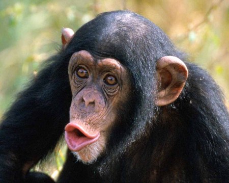 chimpanzee-picture