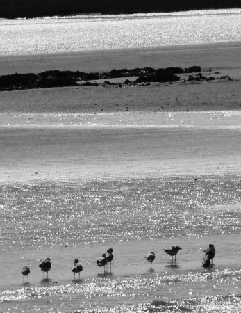 Fort Sumpter Seagulls