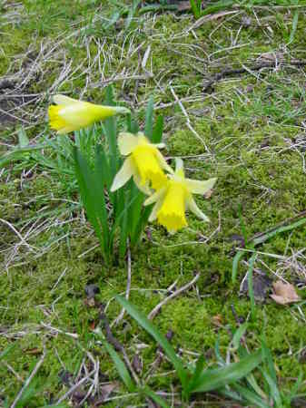 Daffodils on Coxbench Wood