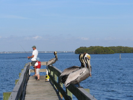 Fishing with my nephew and the pelicans in FL