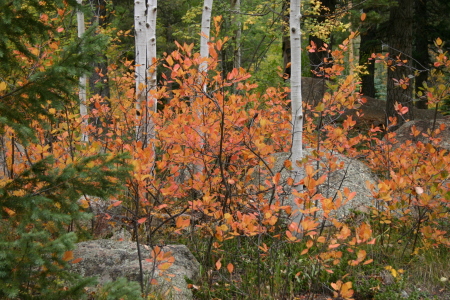 More Fall colors