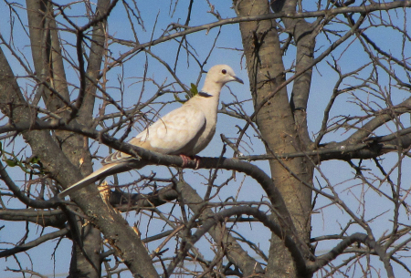 Dove