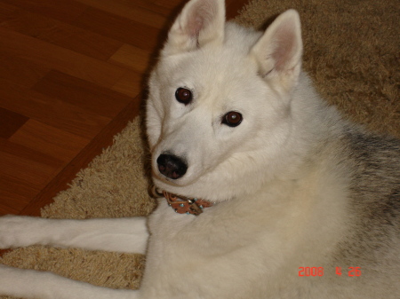 Tunik, our Siberian Husky  (Tooneek)