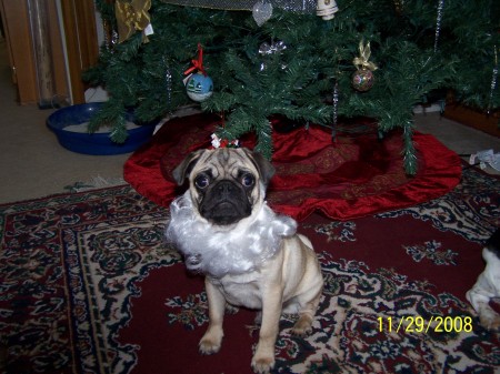 Merry Christmas from Otis 2008