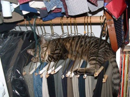 cat sleeps in closet