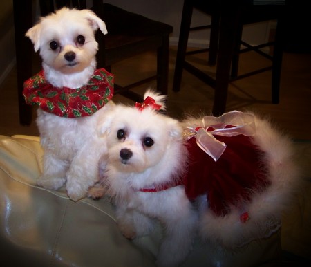 Pippin and Sophia Bella Christmas 2008