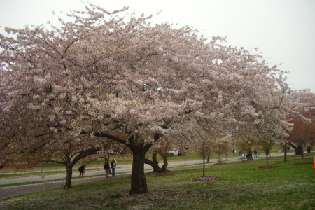 2008 Cherry Blossom Festival
