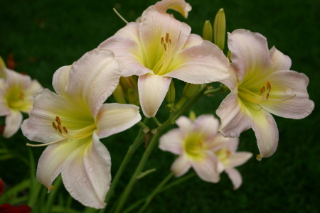 daylily