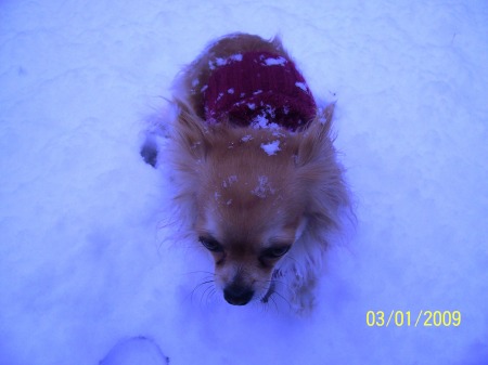 snow 2009 at moms 002