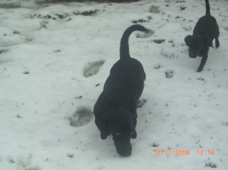 More Snow Doggies