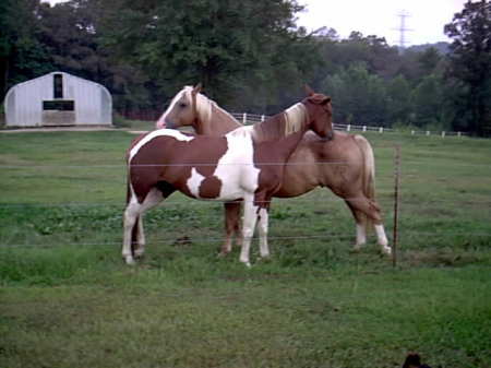 Dixie and Buddy