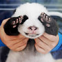 Infant Panda