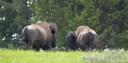 Big Boys in Yellowstone Park