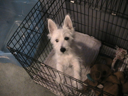 our westie