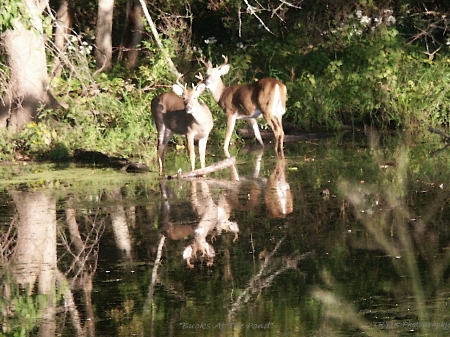 Bucks by the pond