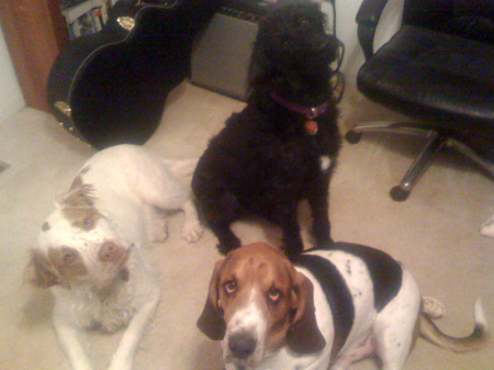 My Pups (12/14/2008)