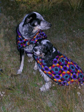 Lucy & Scooter .  Camping