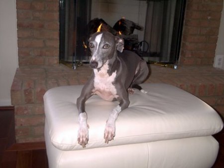 Our Italian Greyhound Rocco