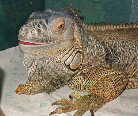 Iguana