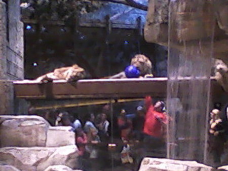 Lions resting on a clear platform / walkway