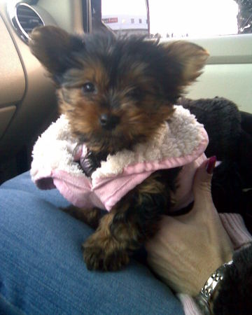 The day I brought Izzie home!