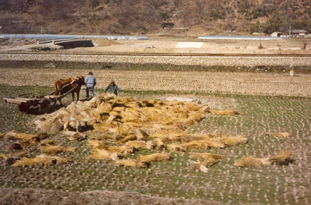 Rice Harvest korea