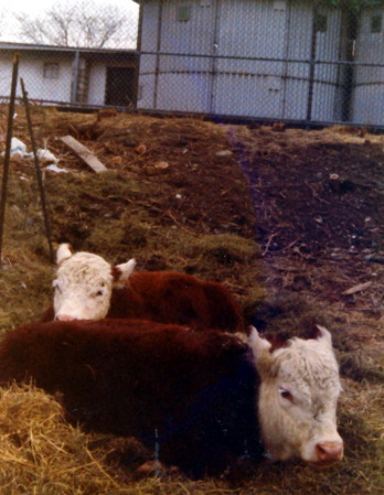 saul-1981-cows1