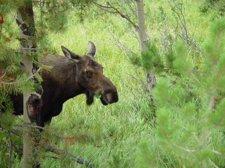 Moose RMNP