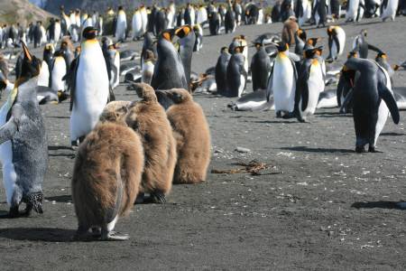 King penguins & chicks -- Antarctica