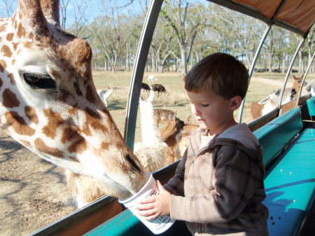 Jake feeding a Giraffe at Global Wildlife