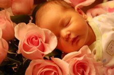 Rose Baby