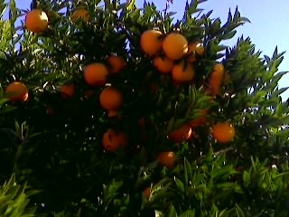 Heirloom Oranges in Front of House