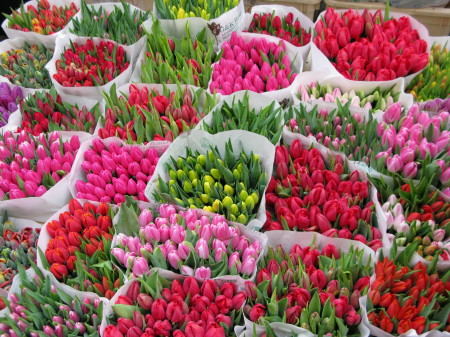 Flowers in Amsterdam