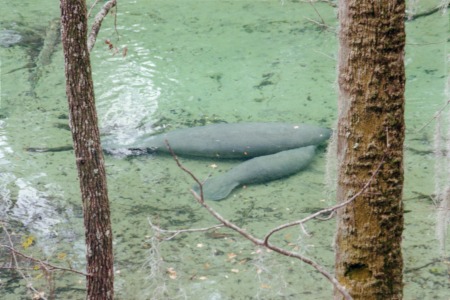 Blue Springs state Park